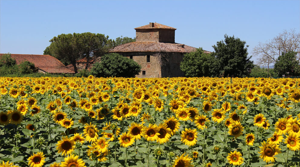 Euro Etrusca Real Estate Agency
